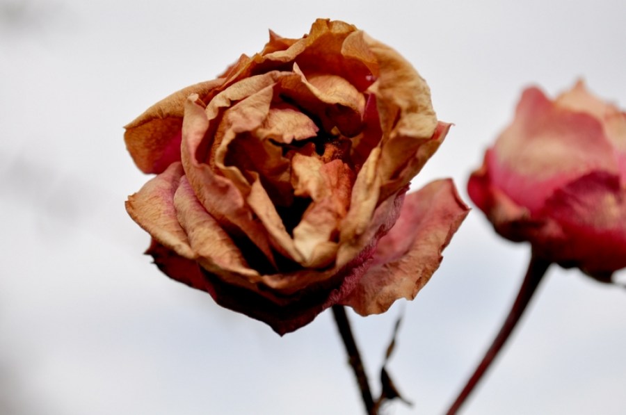 rosa, seco, seca, rosal, marchito, invierno, nadie, flor, flores, 