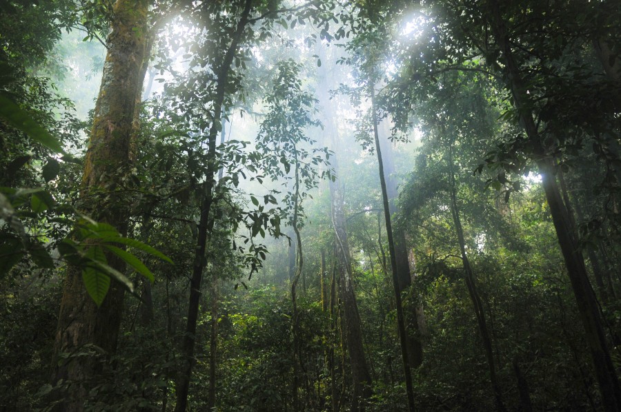 flora, bosque, verde, selva, hojas, natural, naturaleza, plantas, selva, luz del sol, árbol, salvaje, madera, arbolado,