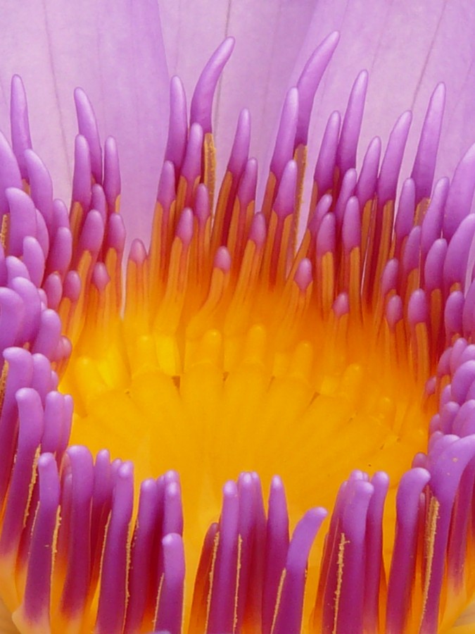 flor, violeta, purpura, polen, centro, geometria, naturaleza, primer plano, detalle, fondo, background, Lirio de agua