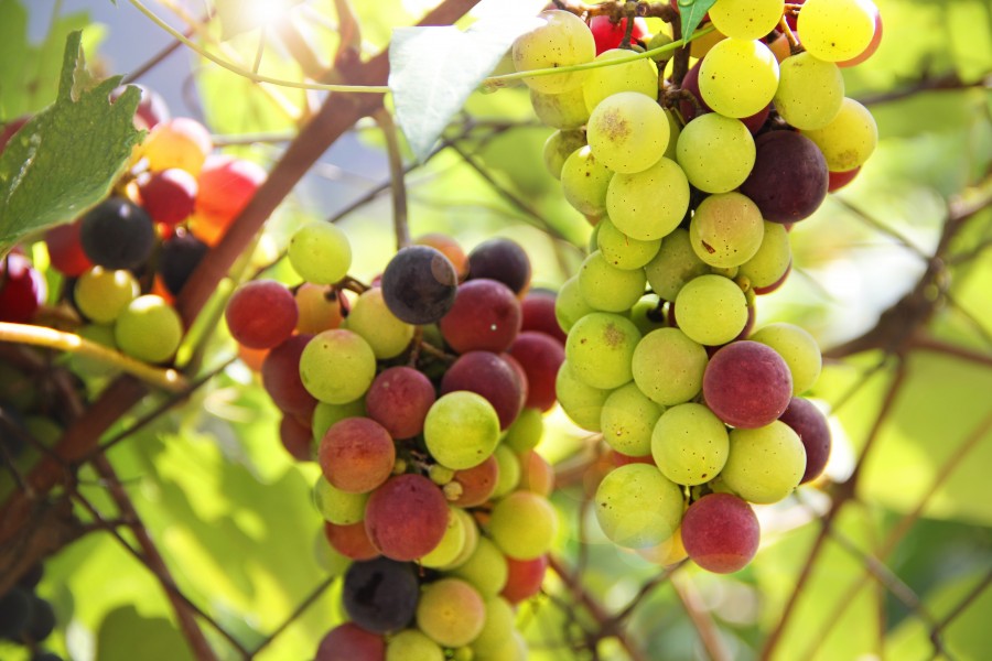 uva, uvas, viña, viñedo, racimo de uvas, frutas, frutas, cultivo, 