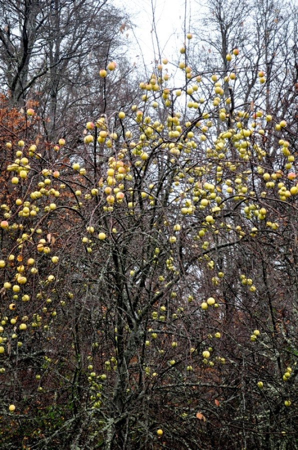 manzano, arbol, arboles, manzana, manzanas, frutas, frutas, natural, patagonia, vista de frente, dia, amarillo, amarilla, 