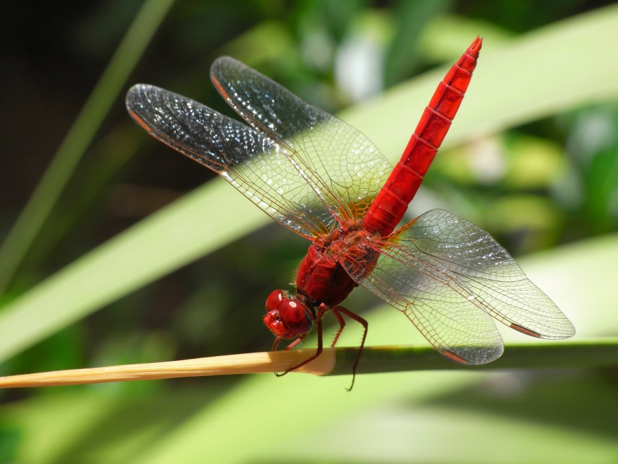 Insecto, libelula, invertebrado, uno, naturaleza, rojo, primer plano, 