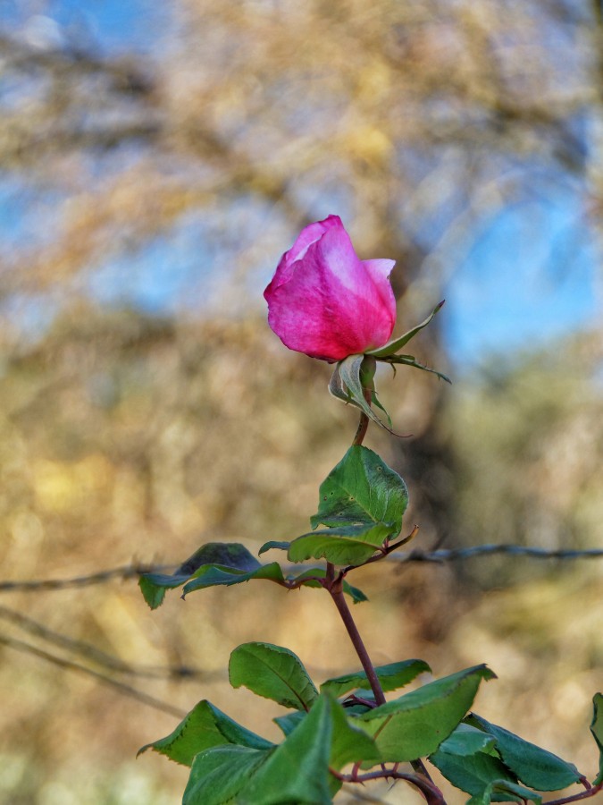 rosa, primer plano, flor, nadie, florecer, primavera, 