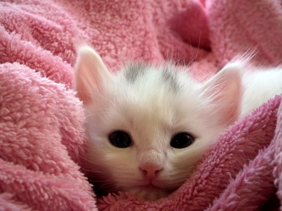 felpa rosa, fondo rosa, blanco, ojos negros, orejas, puntiagudas, bebe, recien nacido, gatito, gatito, bebé de gato, animales jóvenes, agresivo, caza, gato, pieles, encantadora, animales, carnívoros, lindo, esponjoso, cabello, bebé, mamífero, pata, mascotas, juguetón, retrato, pura sangre, pequeños, curioso, querido , fotos gratis,  imágenes gratis, Gato doméstico, Cabeza de animales Retrato, Gato melado, Monada, Gatito, Animales, Fotografía, Mirando a la cámara, Animal doméstico, Animal joven, Color, Día, Horizontal, Interior, Mascota, Nadie, Ojo de Animales, Parte del cuerpo animales Temas de animales, Un animales adorable, tierno, mascota, peludo, melena, colores, pelos, rayas, felino, minino, micifuz, michino, madrileño, felido, gatuno, fondos de pantalla hd, fondos de pantalla 4k, resolucion 4k, salvapantalla