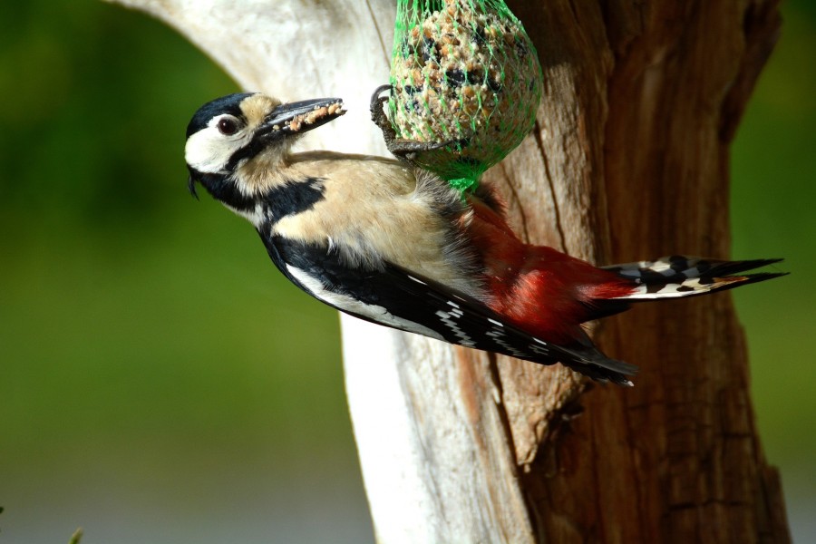 ave, pajaro, comidas, comiendo, alimento, arbol, primer plano, salvaje, fauna, pico, 