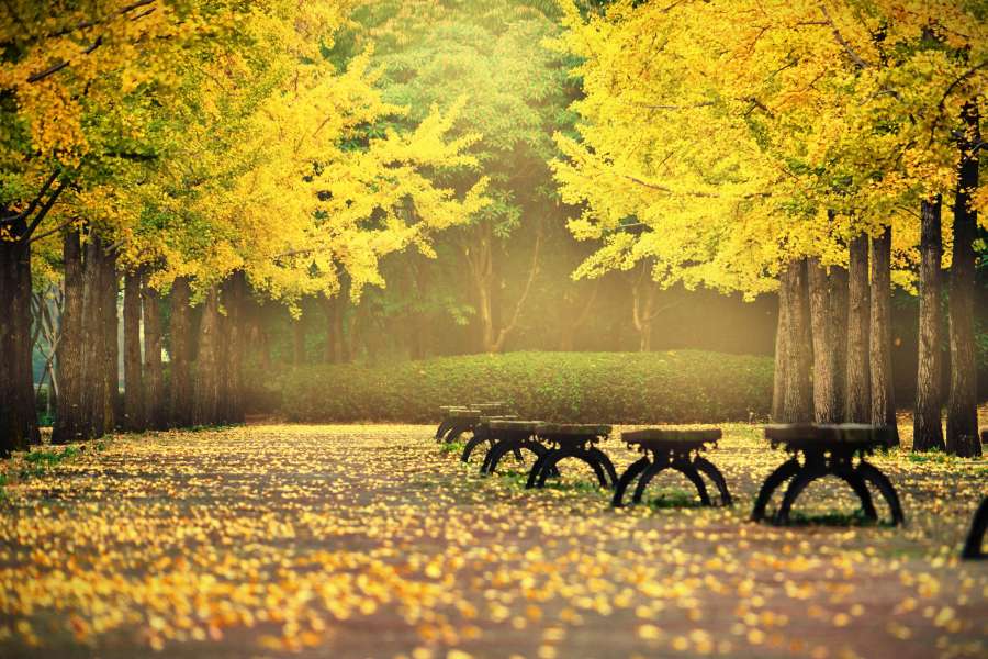 dorado, parque,belleza, amarillo, otoño, árbol, temporada, hoja, naturaleza, paisaje, al aire libre, nostalgia, follaje, color,