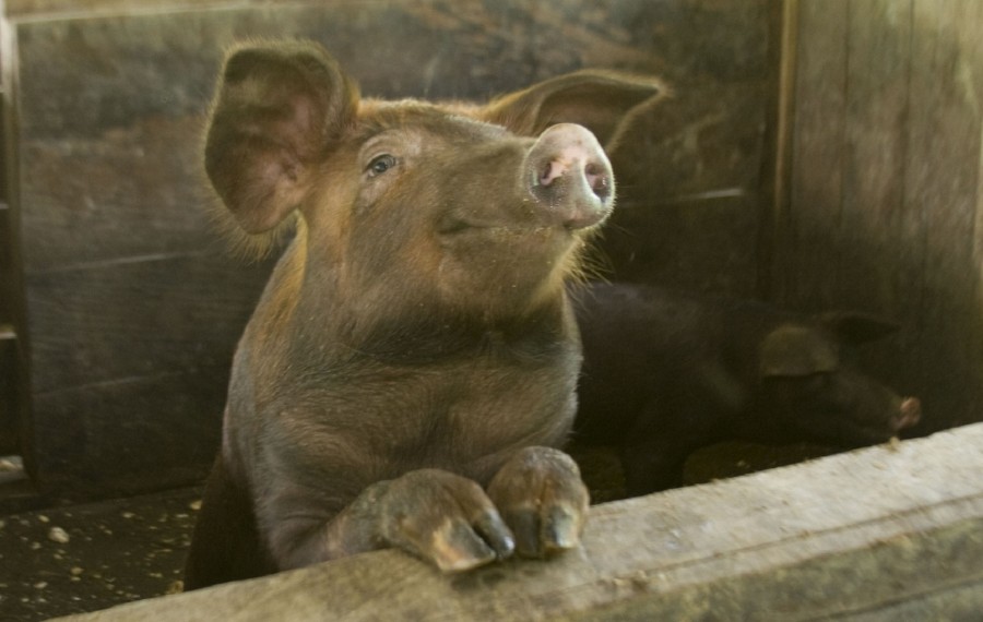 cerdo, animales granja, uno, cabeza, tierno, marron, pezuñas, hocico, 