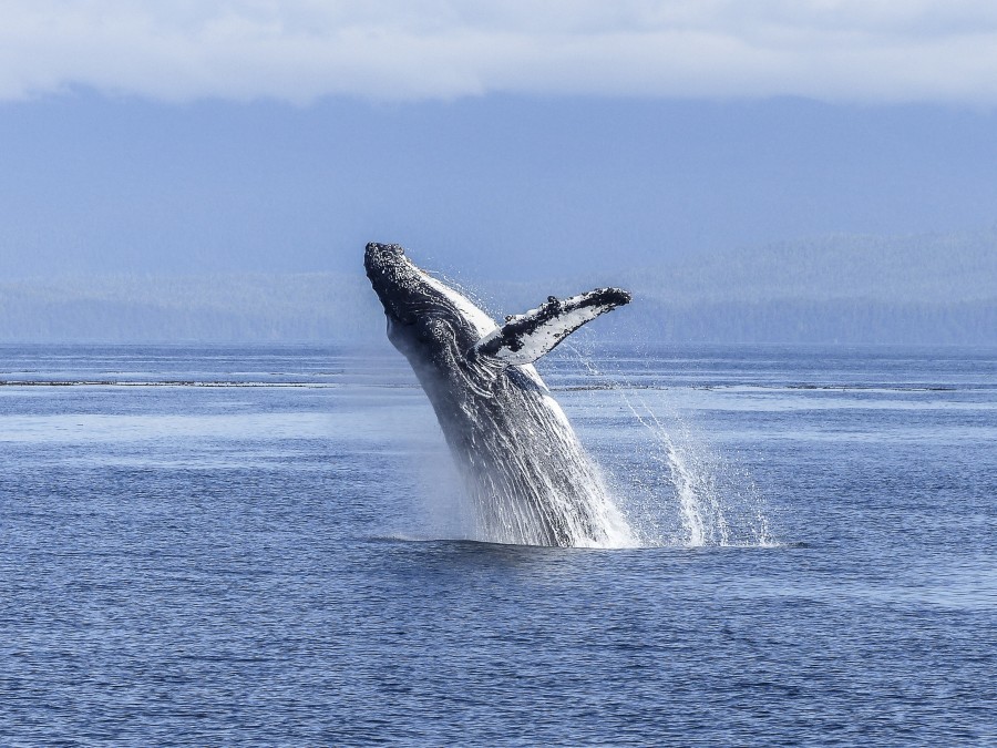 ballena, animales mar, mamifero, salto, saltar, saltando, 