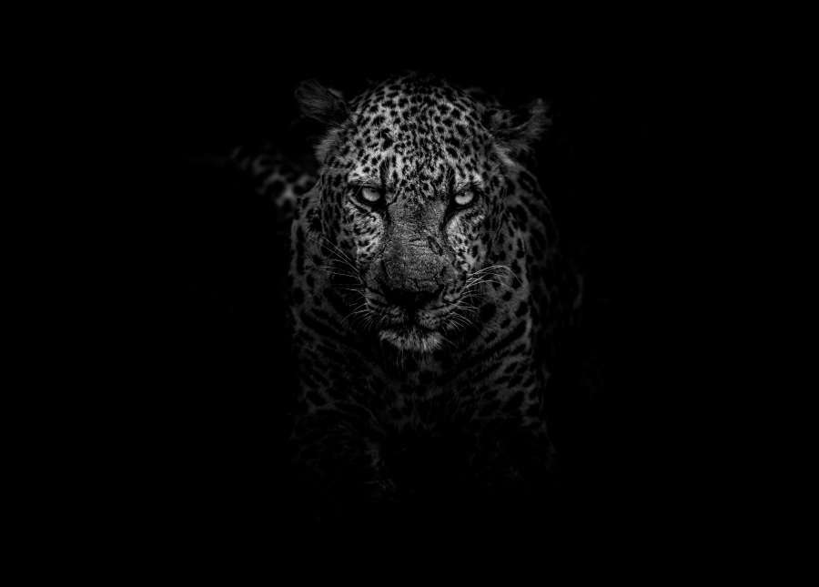 Naturaleza, Gato, Fauna silvestre, Animales, Leopardo, África, Blanco y negro, Caza, Stare, Depredador, Salvaje, Blanco y negro, fondo de pantalla, fondos de pantalla 4k 