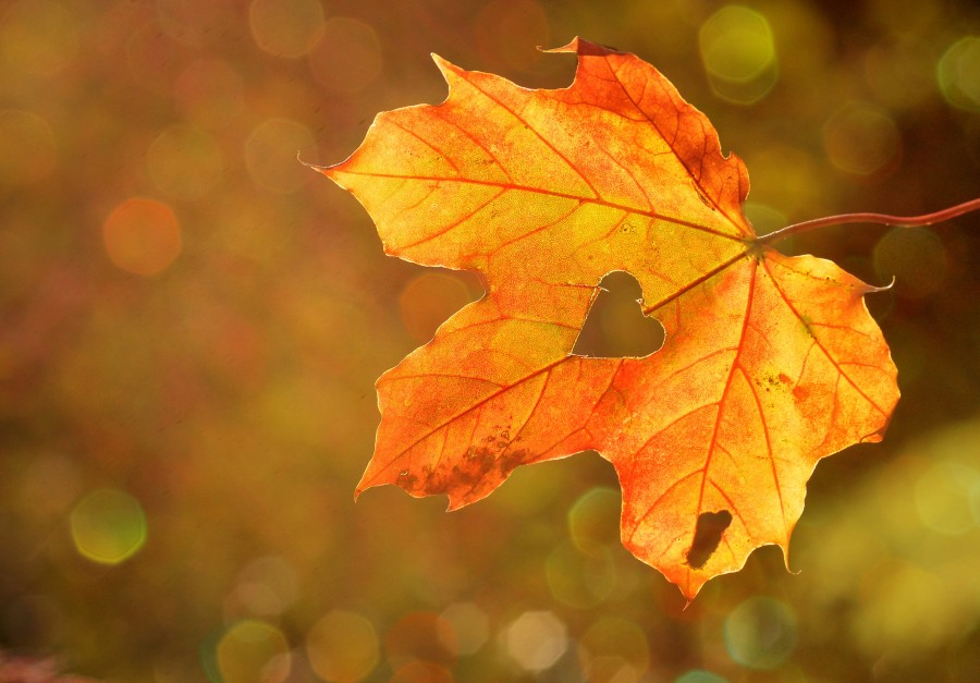 corazón, cariño, hoja, el otoño, arce, bokeh, naturaleza , hoja seca, forma, símbolo, fondo de pantalla hd, tono sepia, clima, estación 
