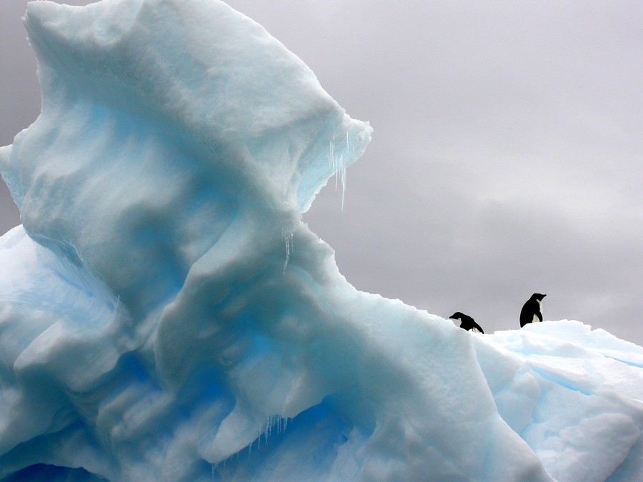 bloque, hielo, iceberg, naturaleza, artico, antartida, pinguino, pinguinos, animales animales, paisaje, frio, 