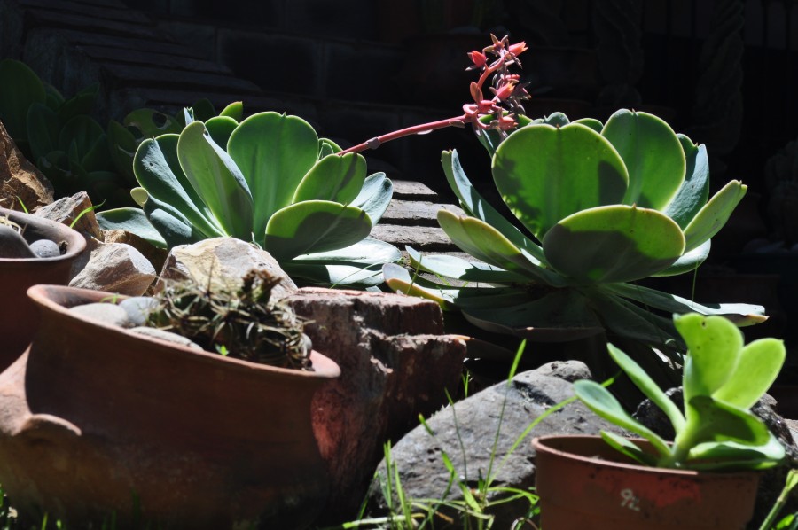 cactus, planta, plantas, naturaleza, suculenta, 