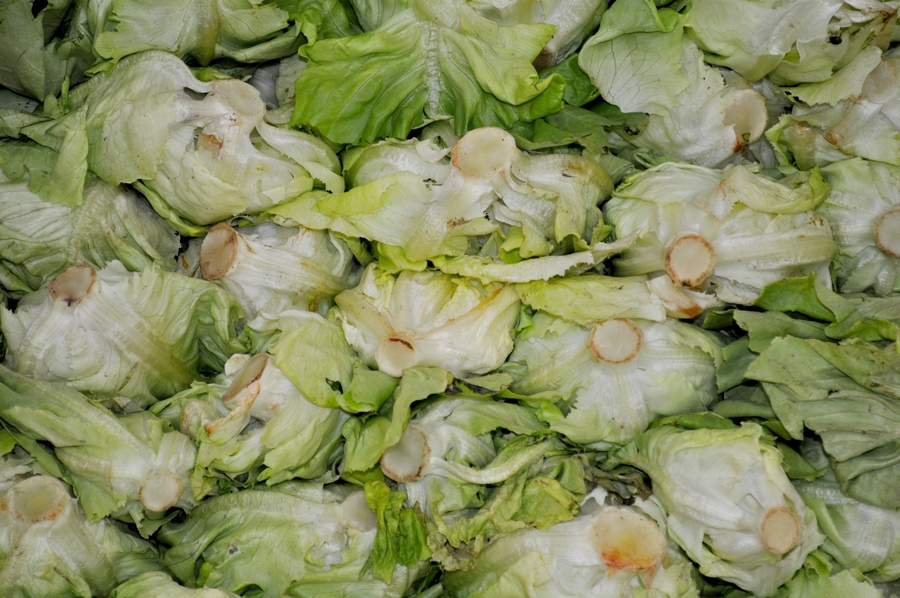 verdura,verduras,vista de frente,fondo,background,interior,lechuga,lechugas,criolla,verde,mucho,muchos,P12062014