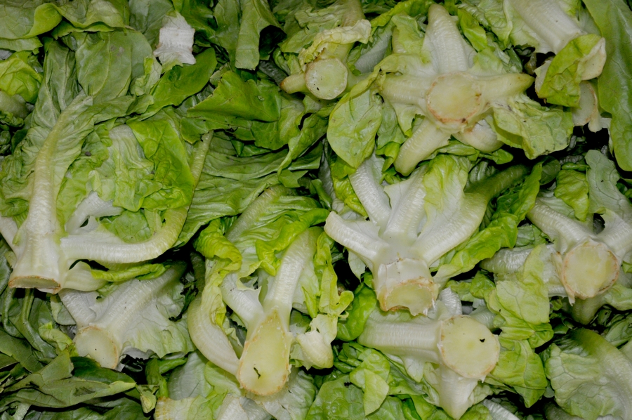 verdura,verduras,vista de frente,fondo,background,interior,lechuga,lechugas,criolla,verde,mucho,muchos,manteca,comidas,dieta,ensalada,light,P12062014