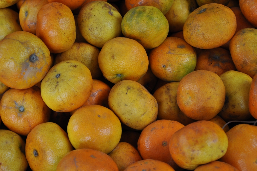mandarina,mandarinas,naranja,frutas,mucho,muchos,fondo,background,P12062014