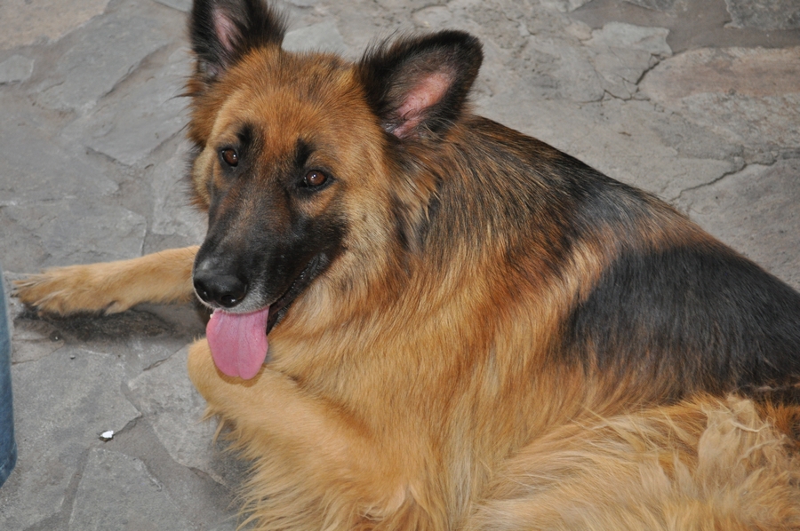 perro,perros,pastor,pastor aleman,animalesanimales,,P12062014