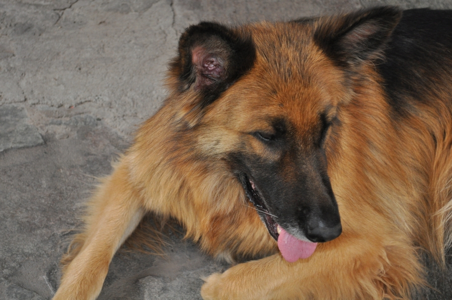 perro,perros,pastor,pastor aleman,animalesanimales,,P12062014