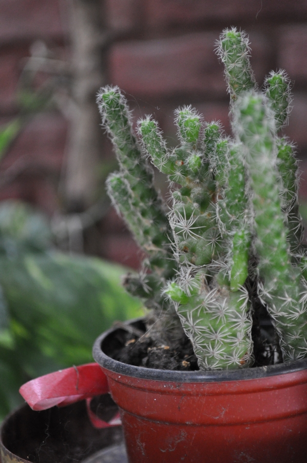 cactus,planta,vista de frente,maceta,jardin,interior,,P12062014