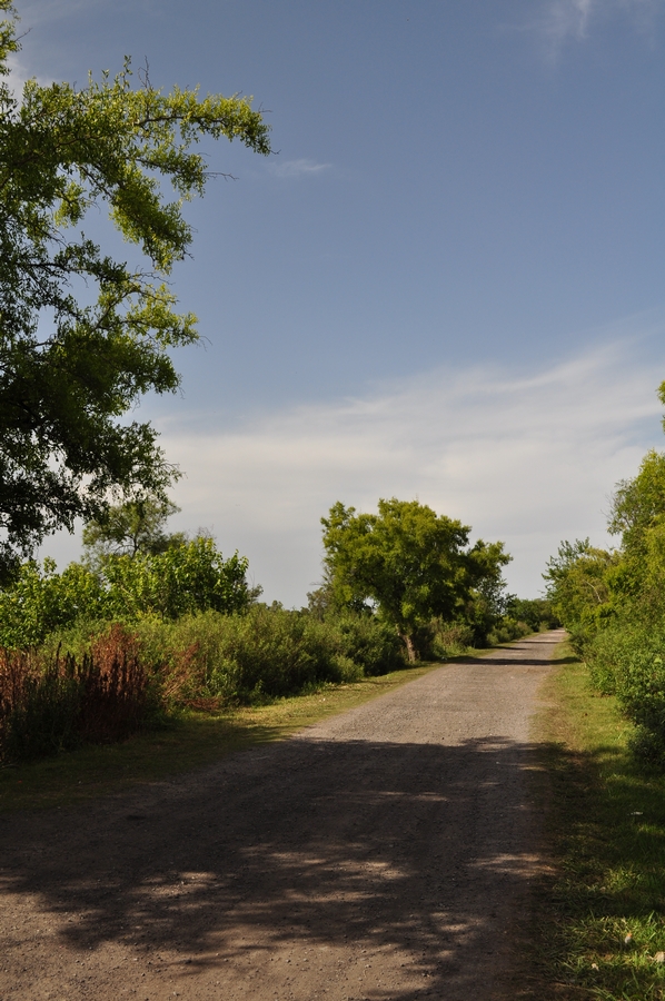 naturaleza,vista de frente,camino de tierra,ruta,rutas,carretera,camino,calle,exterior,tiempo libre,bosque,nadie,,P12062014