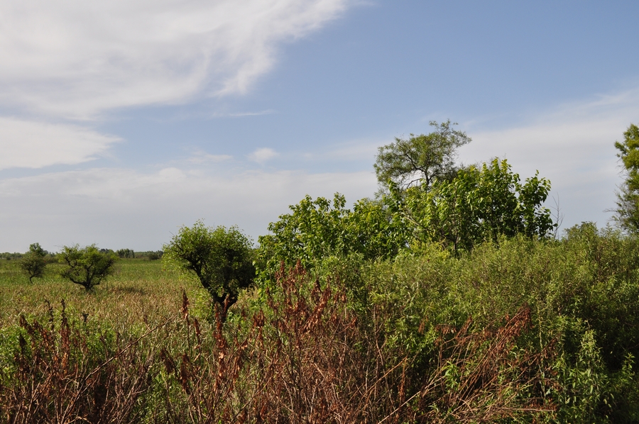 paja,seco,seca,vista frente,exterior,dia,naturaleza,bosque,,P12062014