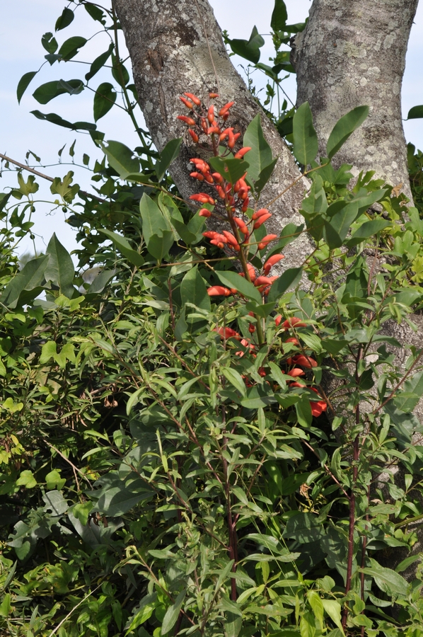 ceibo,salvaje,flor,flores,rojo,roja,frutas,frutos,bosque,naturaleza,,P12062014