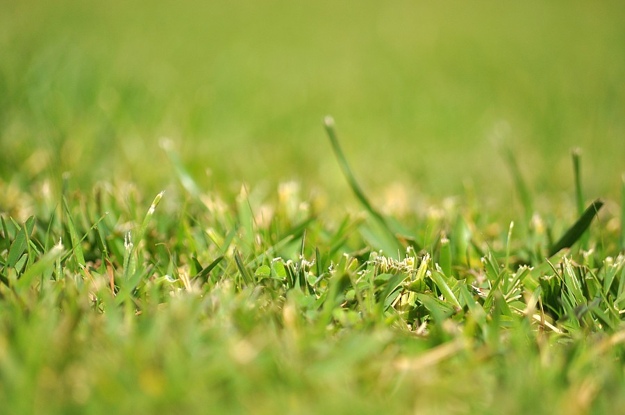 fondo, background, pasto, verde, textura,P052014, Freejpg