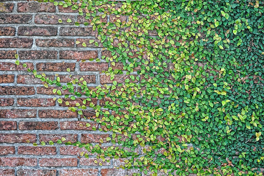 Fondo, Background, Ladrillo, paredes, Paredon, Hojas, Verde, Enredadera,P052014, Freejpg