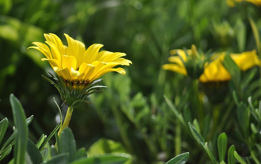 fondo, background, flores, Flores, naturaleza, Amarillo, Verde,P052014, Freejpg