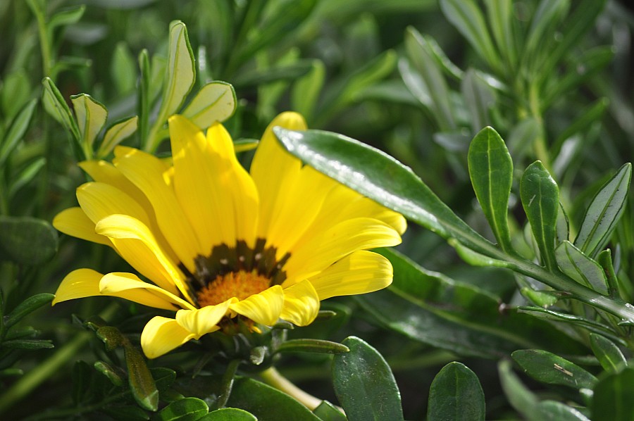 fondo, background, flores, Flores, naturaleza, Amarillo, Verde,P052014, Freejpg