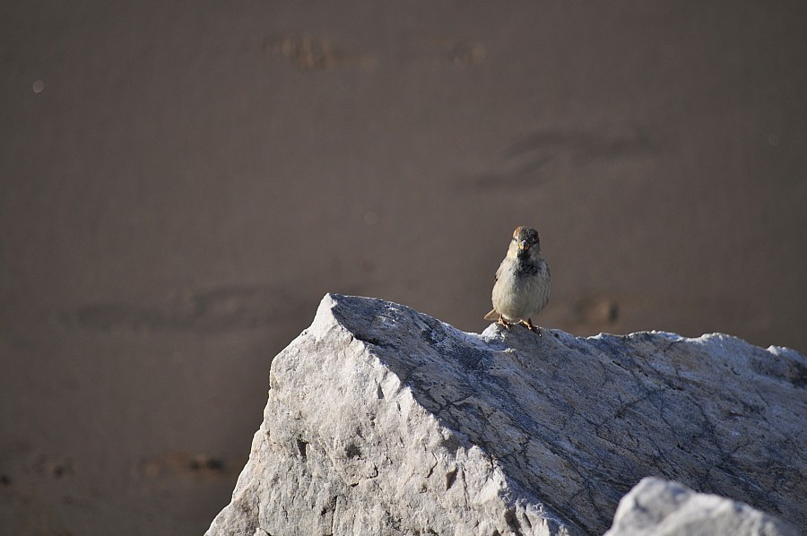 Ave, Playa, Roca, Pajaro,P052014, Freejpg